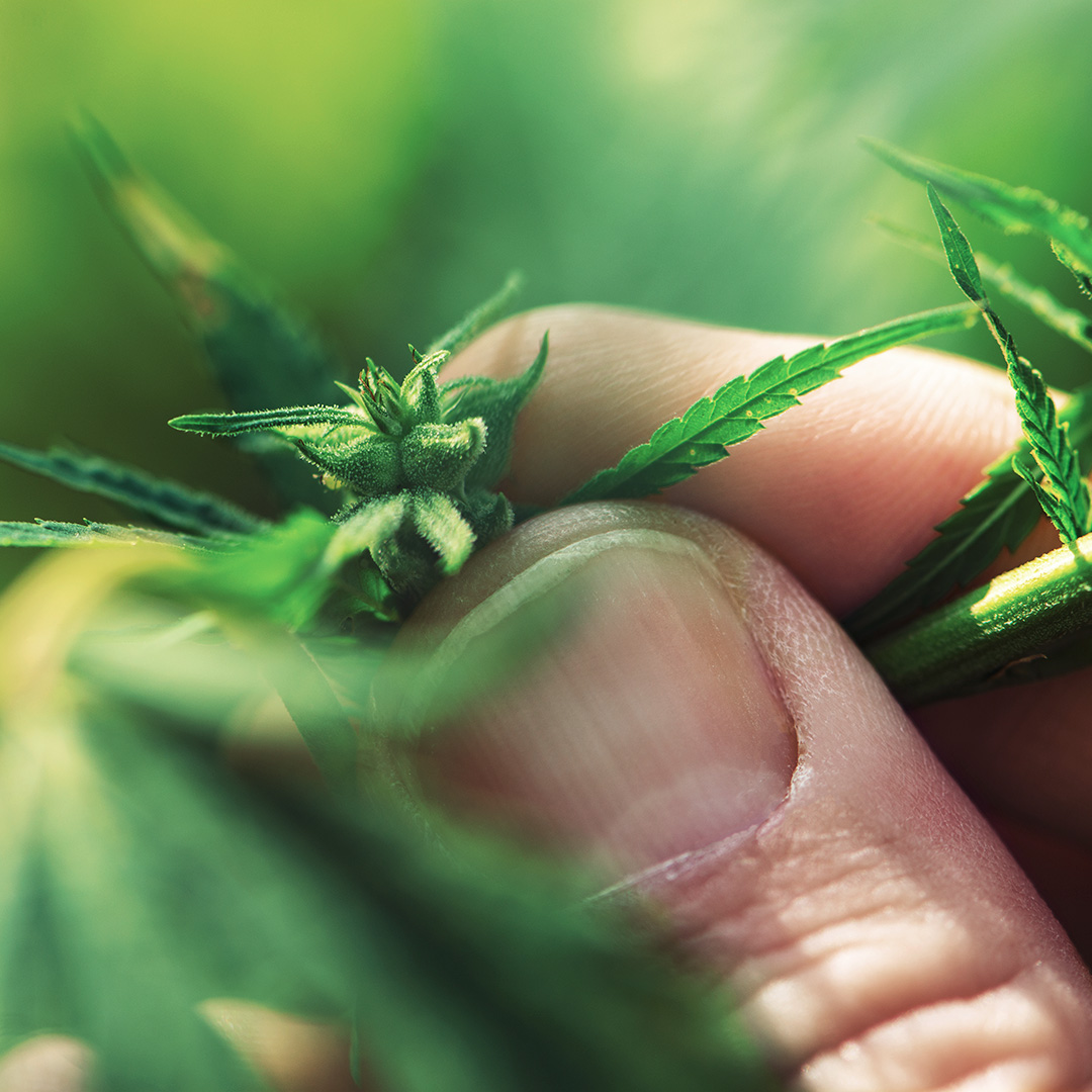 plant de cannabis