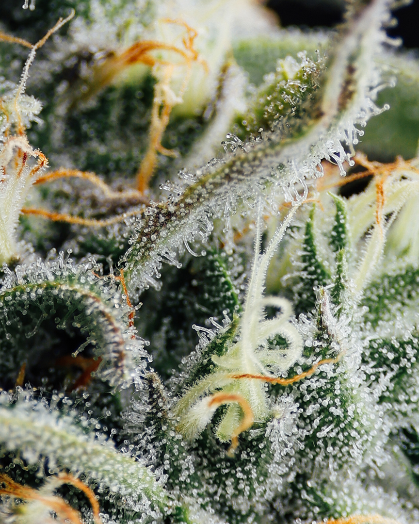 Close up des terpènes du cannabis Blue Iguana