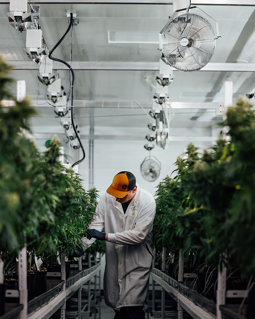 Lahoja worker inspecting a cannabis plant