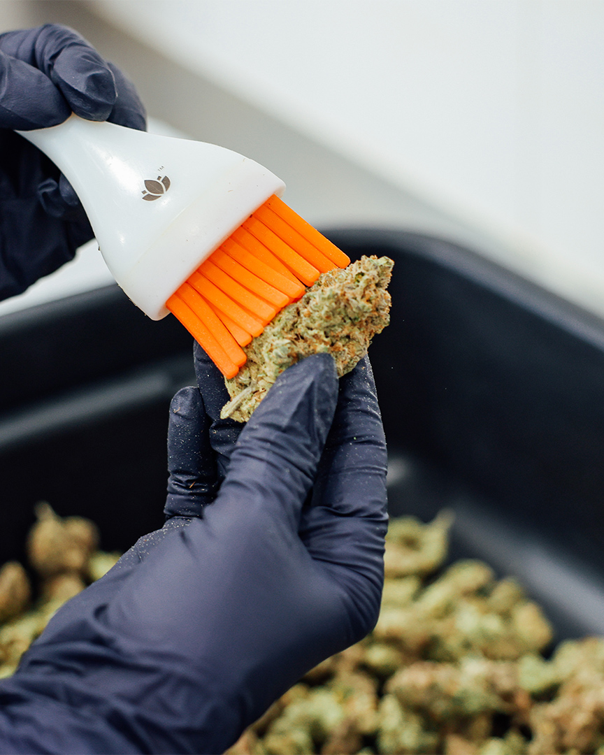 hands holding a brush and a cannabis bud